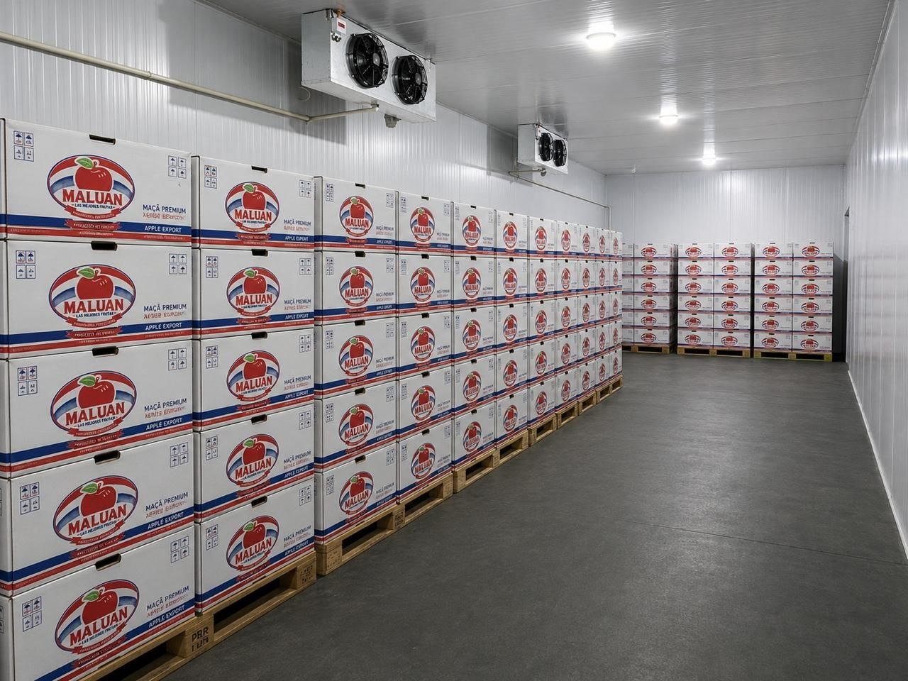Depósito Maluan con Manzanas Almacenadas