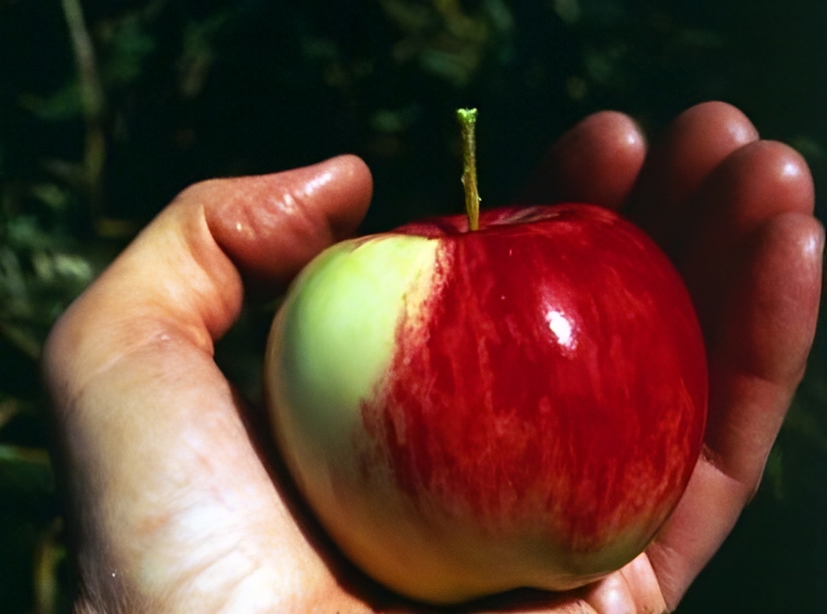 Manzana silvestre Malus sieversii de Kazajistán