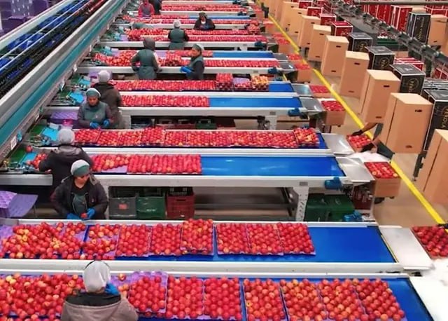 Línea Industrial de Selección de Manzanas